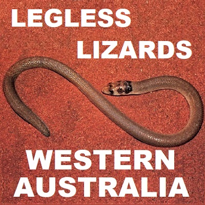 WESTERN AUSTRALIA - LEGLESS LIZARDS - SPECIES LISTING