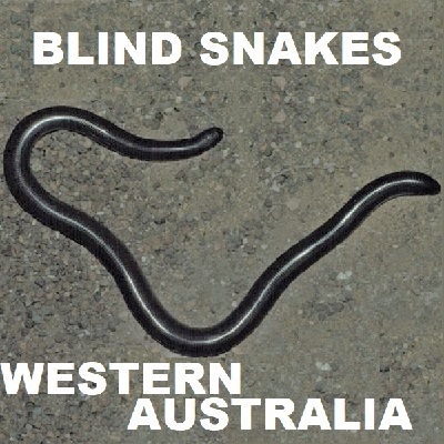 BLIND SNAKES OF WESTERN AUSTRALIA