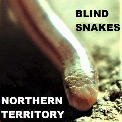 BLIND SNAKES OF NORTHERN TERRITORY