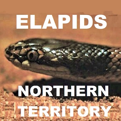 NT ELAPID SNAKES - Elapidae Cobras Coral Snakes