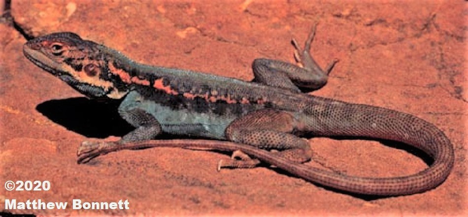 Barrier Range Dragon, Ctenophorus mirrityana