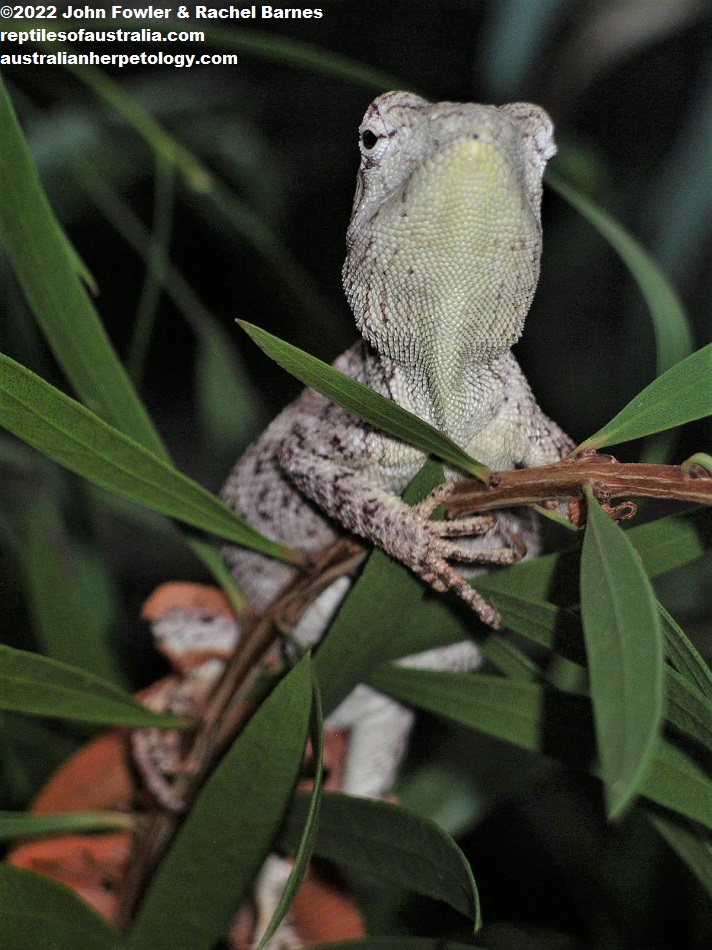 Chameleon Dragon (Chelosania brunnea)