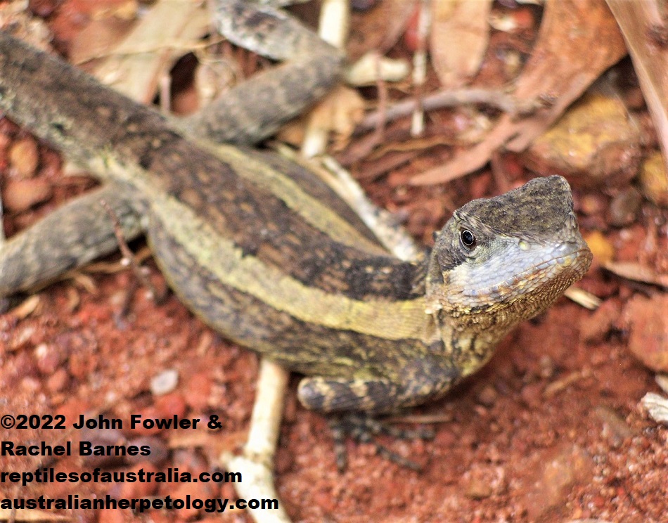 Gravid female Swamplands Lashtail (Tropicagama temporalis) photographed in the Darwin Region, Northern Territory