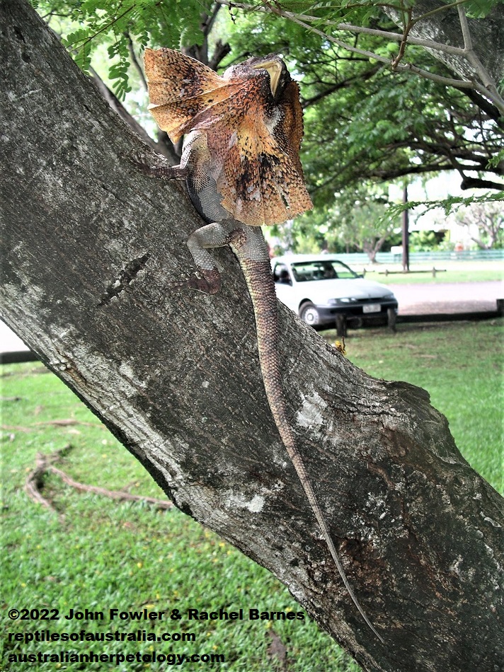 Frilled Lizard (Chlamydosaurus kingii) photographed in Darwin