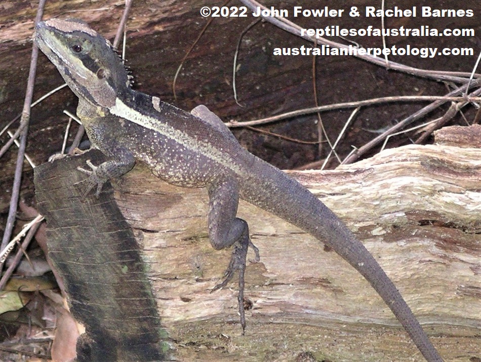 Adult male Swamplands Lashtail (Tropicagama temporalis) photographed in the Darwin Region, Northern Territory