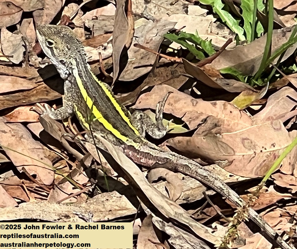 Male Nobbi Dragon (Diporiphora nobbi) photographed at Drip Gorge, NSW