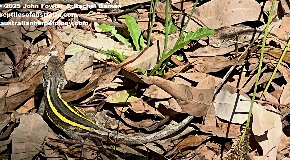 Male Nobbi Dragon (Diporiphora nobbi) photographed at Drip Gorge, NSW