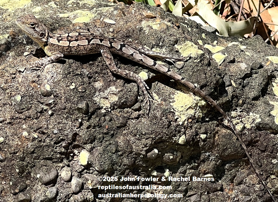 This photo of a Jacky Dragon (Amphibolurus muricatus) was taken at Cardiff Point NSW