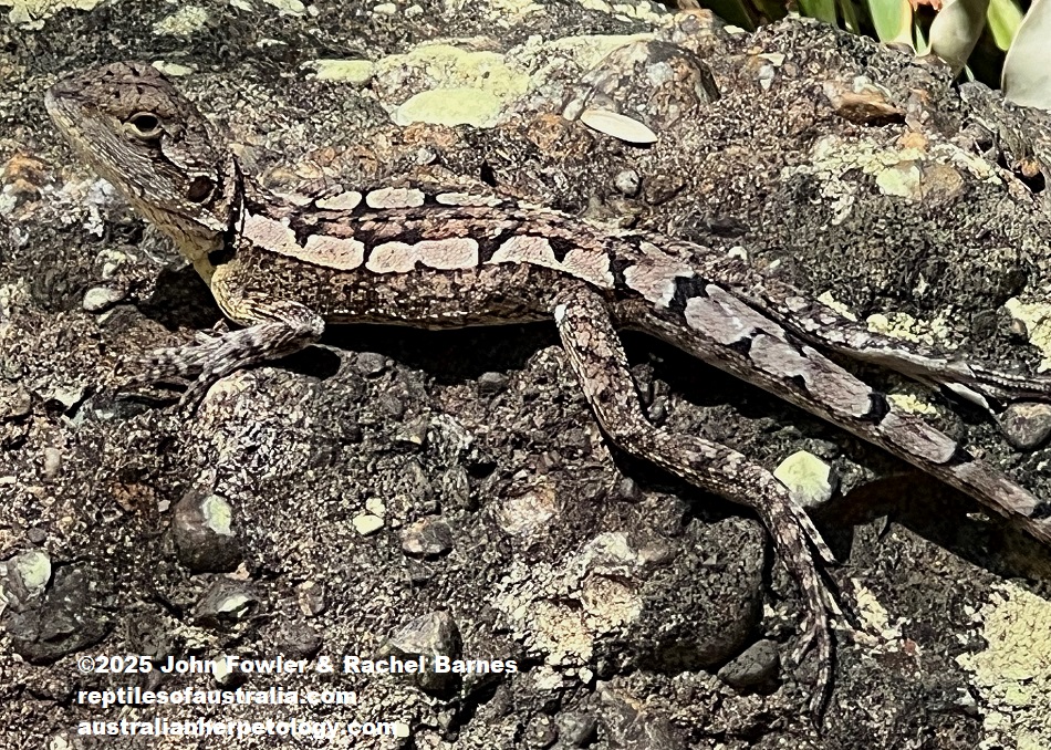 This photo of a Jacky Dragon (Amphibolurus muricatus) was taken at Cardiff Point, NSW
