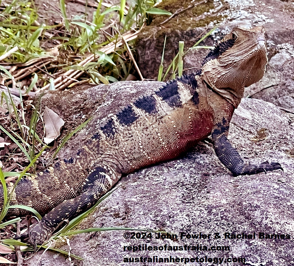 This adult Eastern Water Dragon (Intellagama lesueurii lesueurii) was photographed at Hunts Creek Reserve in the Sydney Region, NSW