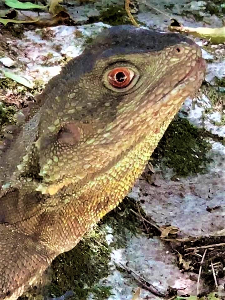 Gippsland Water Dragon (Intellagama lesueurii howitti) with a fading eye stripe taken at the Abercrombie Caves, NSW