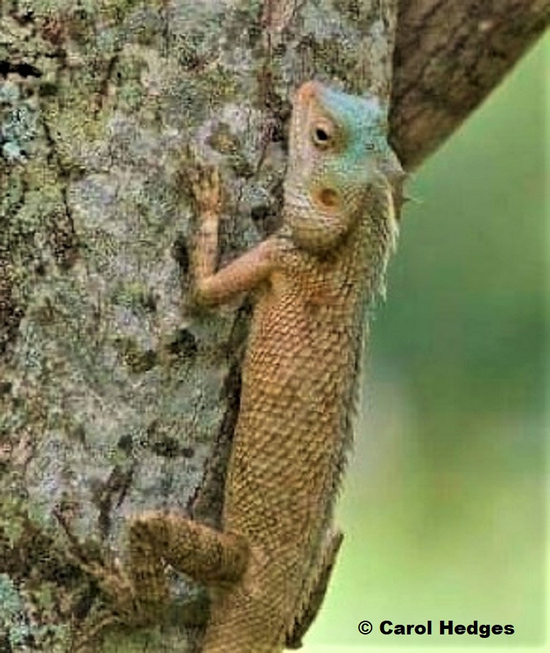 Oriental Garden Lizard (Calotes versicolor) photographed inSabah, Borneo