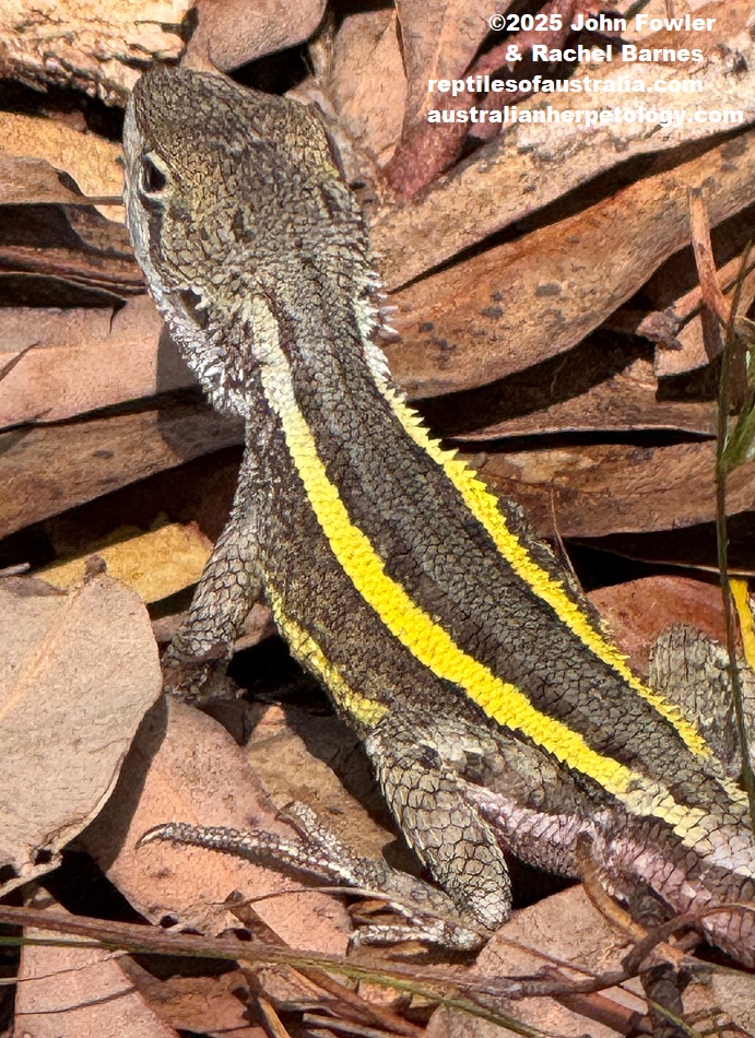Male Nobbi Dragon (Diporiphora nobbi) photographed at Drip Gorge, NSW