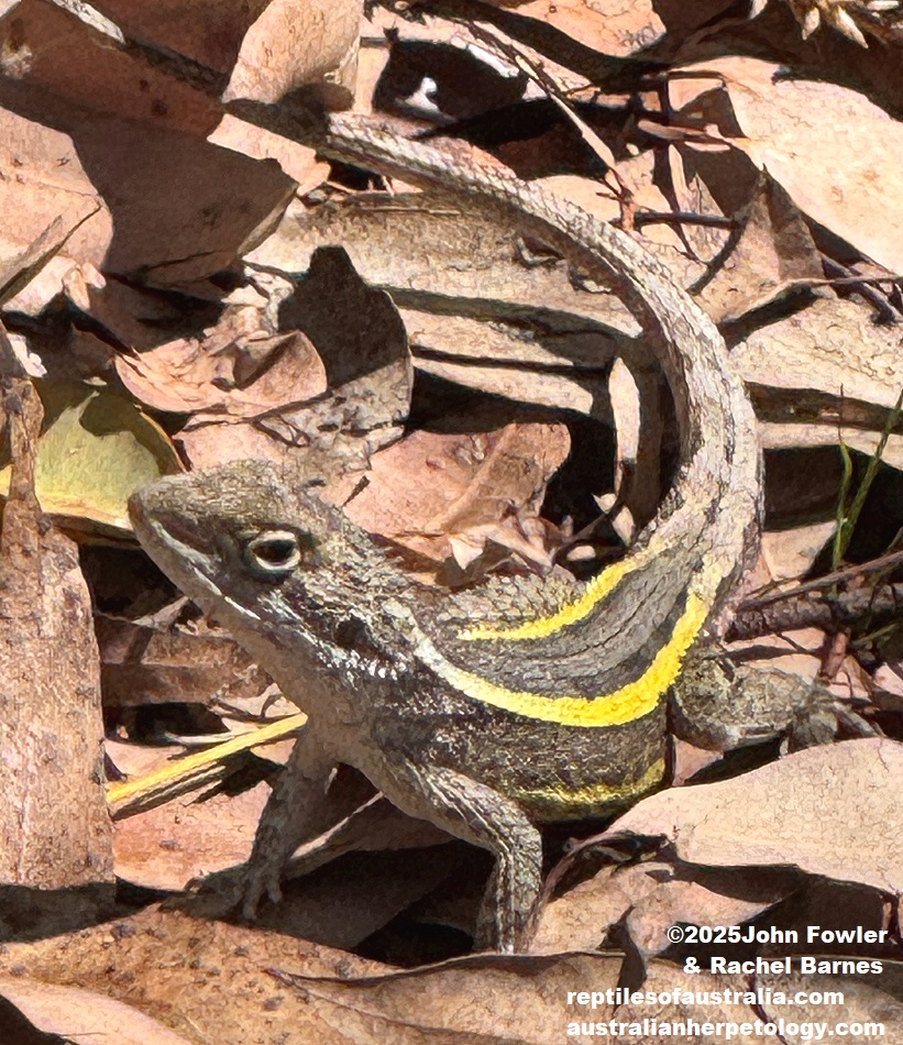 Male Nobbi Dragon (Diporiphora nobbi) photographed at Drip Gorge, NSW