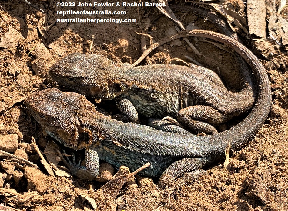 These Tawny Dragons (Ctenophorus decresii) found together under some debris were photographed at Rockleigh, SA