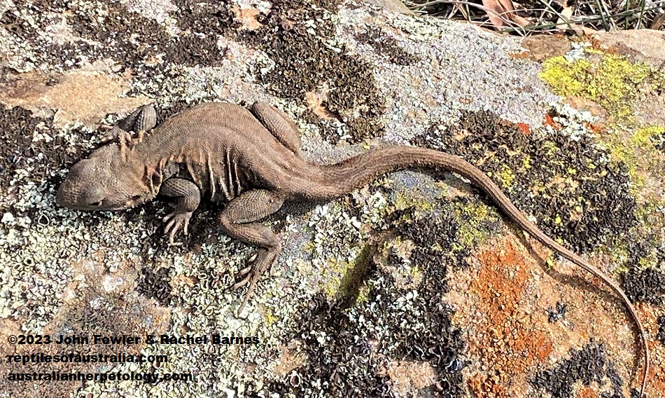 This Tawny Dragon (Ctenophorus decresii) was photographed at Rockleigh, SA