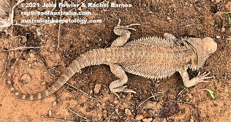 This Inland Bearded Dragon (Pogona vitticeps) was photographed where it was found at Barmera in the Riverland, South Australia