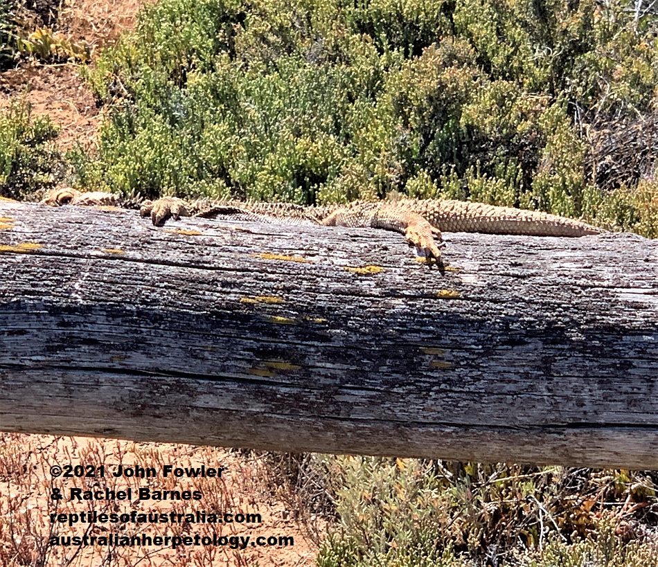 This Inland Bearded Dragon (Pogona vitticeps) photographed at Port Wakefield, South Australia, was laying on top of this fence post, and moved into this position as I approached it.