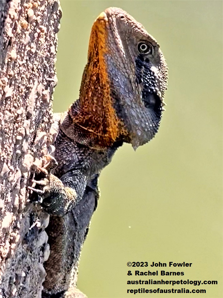 This adult Eastern Water Dragon (Intellagama lesueurii lesueurii) was photographed in Bundaberg Botanic Gardens, Qld.