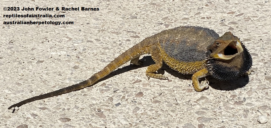 Adult Eastern Bearded Dragon (Pogona barbata) with beard fully extended , body flattened and arched to appear larger, photographed on the road next to Cromer Conservation Park, near Mt. Pleasant, South Australia