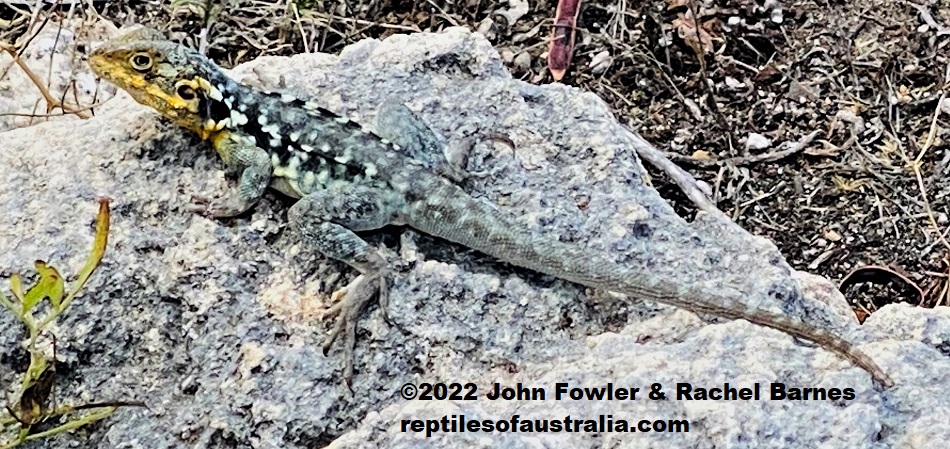 Male Peninsula Rock Dragon (Ctenophorus fionni) from Coffin Bay, South Australia
