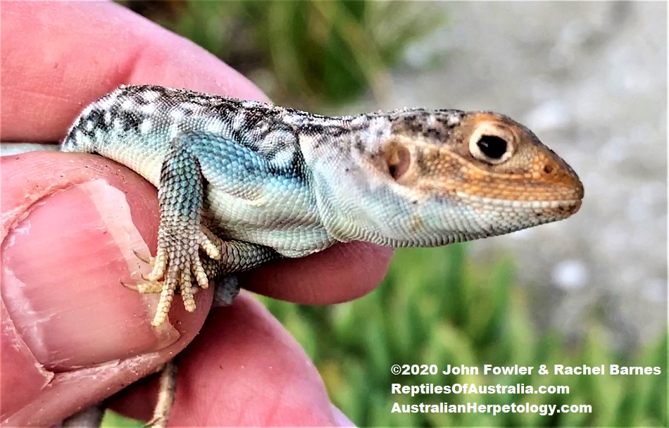 young adult male Painted Dragon (Ctenophorus pictus)