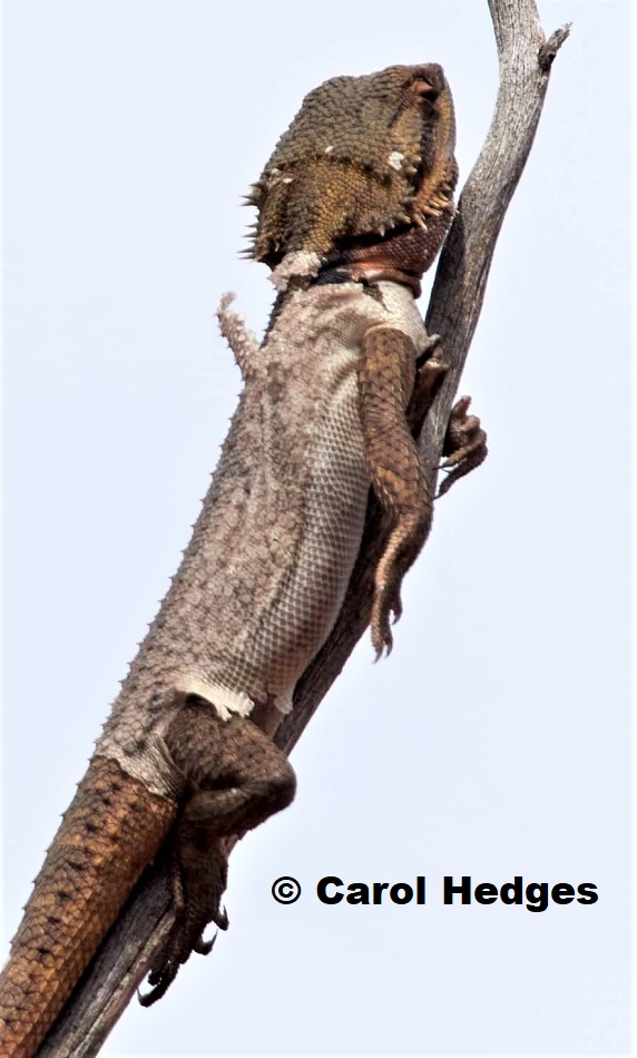 Western Bearded Dragon (Pogona minor minor) from South Australia
