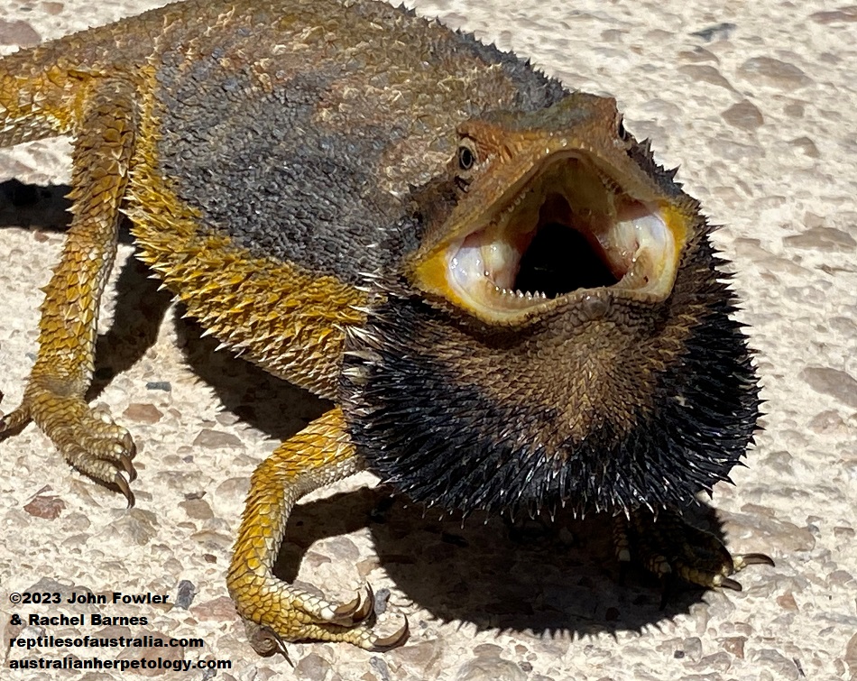 Adult Eastern Bearded Dragon (Pogona barbata) with beard fully extended ,photographed on the road next to Cromer Conservation Park, near Mt. Pleasant, South Australia