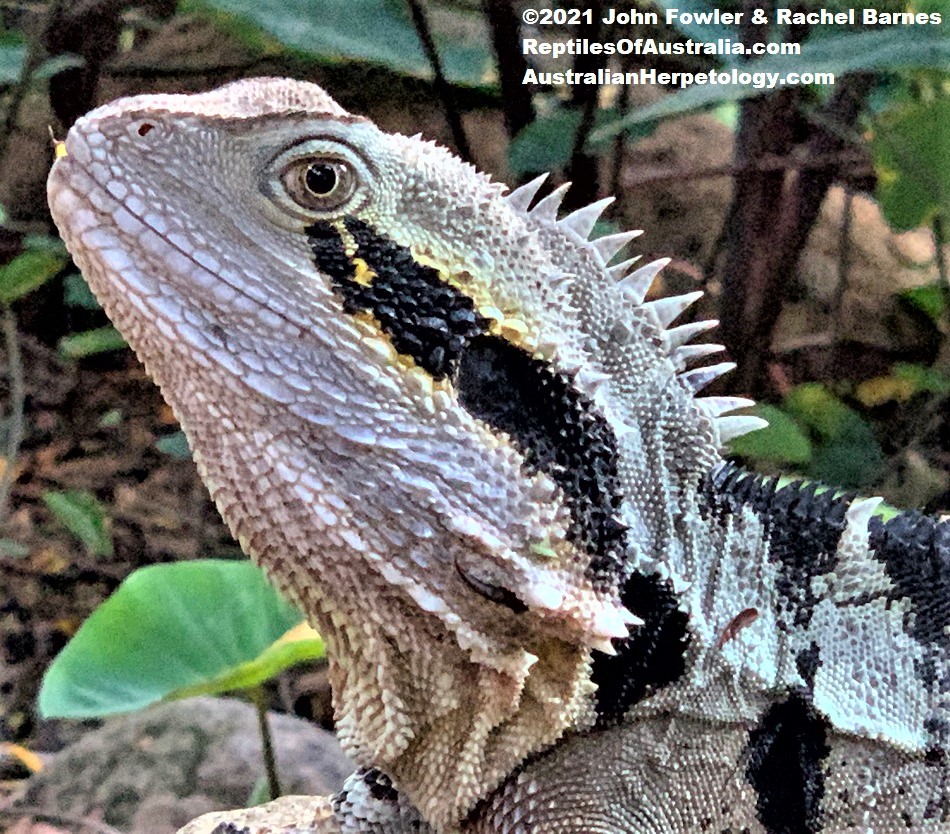 This adult Eastern Water Dragon (Intellagama lesueurii lesueurii) was photographed at Southbank, Brisbane, Qld