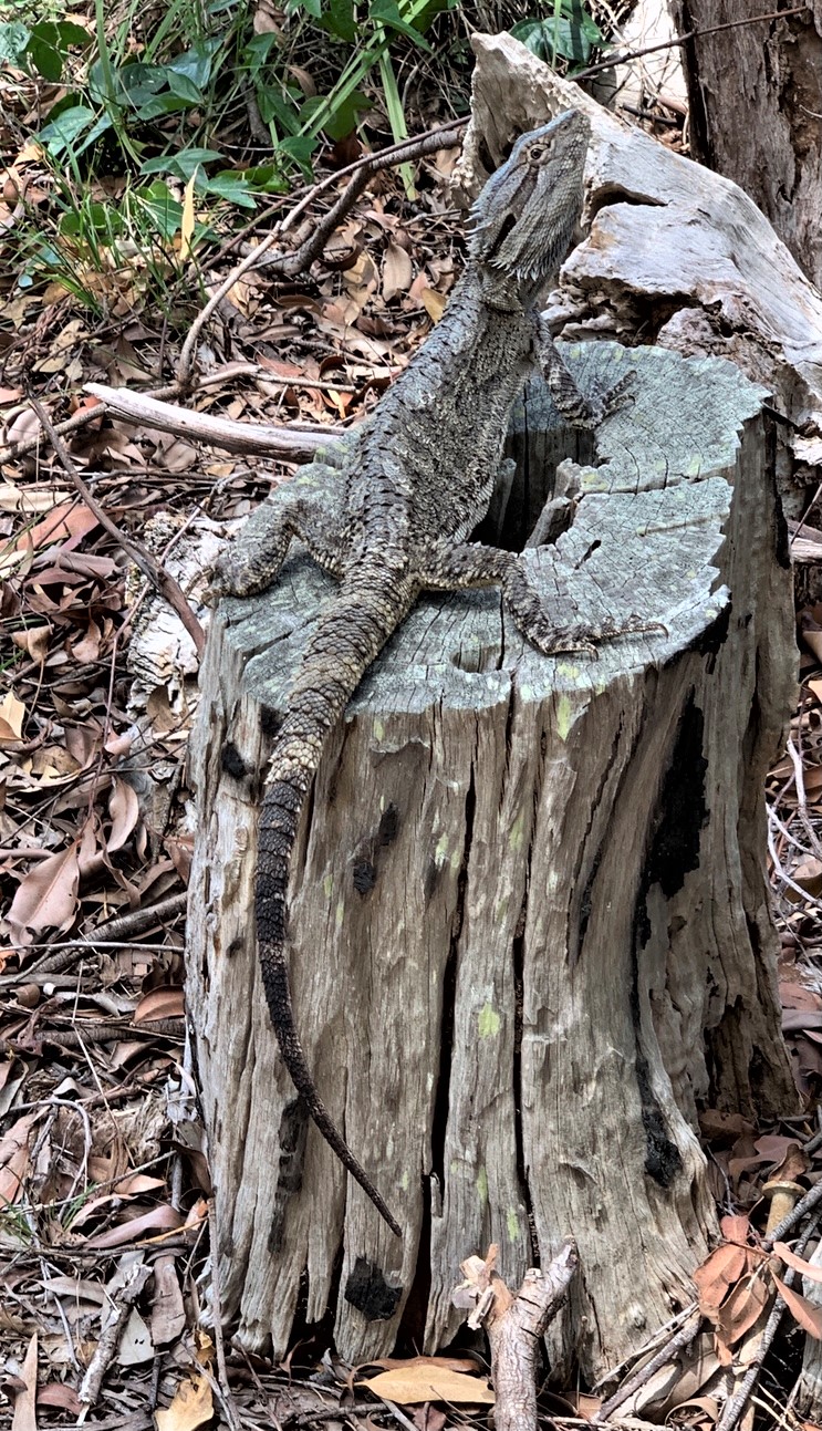 Photo of a large Eastern Bearded Dragon (Pogona barbata) taken at Toohey Forest Park, Brisbane, Qld