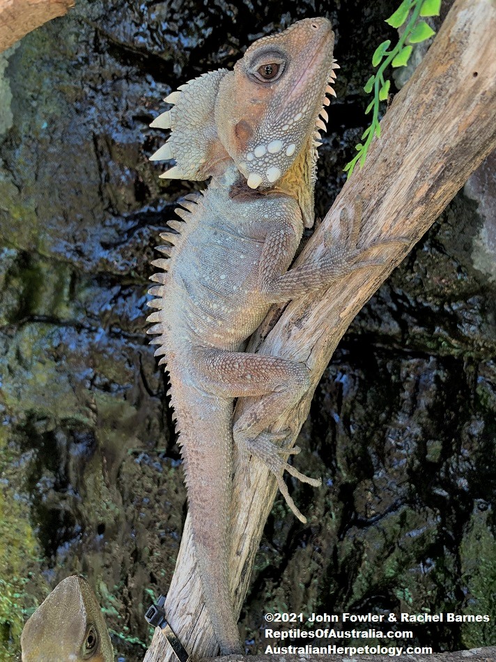 Captive Boyd's Forest Dragon (Lophosaurus boydii)