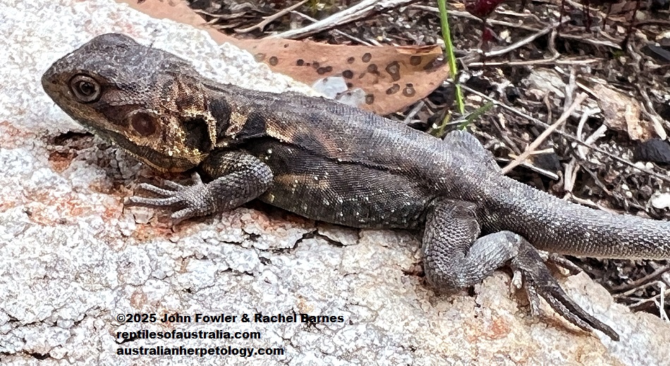 Subadult male Tawny Dragon (Ctenophorus decresii) photographed at Cherry Gardens in the Mt. Lofty Ranges near Adelaide, South Australia