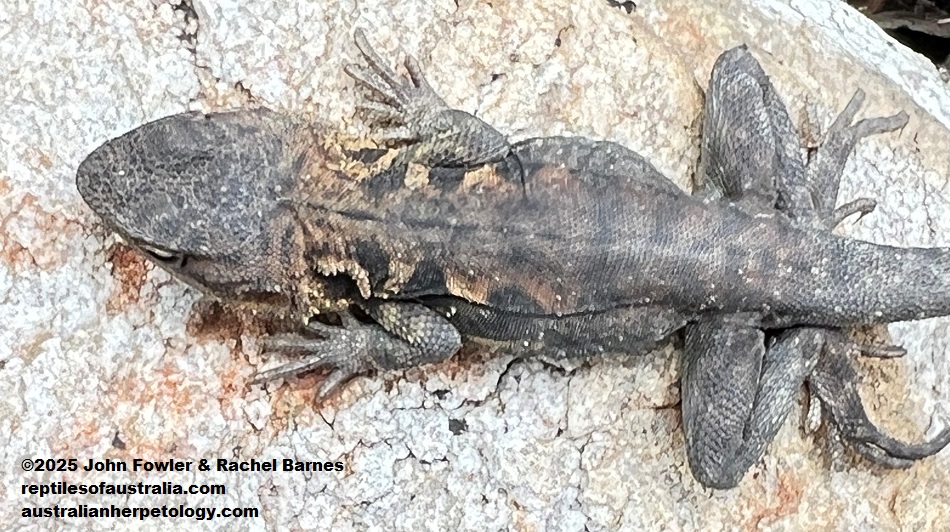 Subadult male Tawny Dragon (Ctenophorus decresii) photographed at Cherry Gardens in the Mt. Lofty Ranges near Adelaide, South Australia