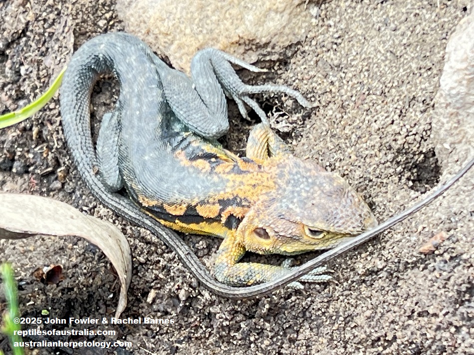 Adult male Tawny Dragon (Ctenophorus decresii) photographed at Cherry Gardens in the Mt. Lofty Ranges near Adelaide, South Australia