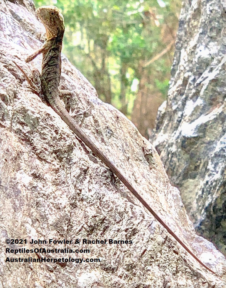 This baby Eastern Water Dragon (Intellagama lesueurii lesueurii) was photographed at Mount Coot-tha, Brisbane, Qld