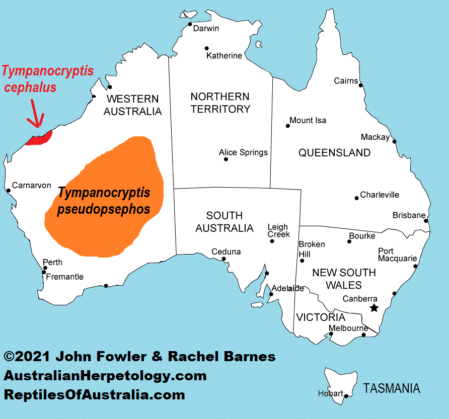 Approximate distribution of the Goldfields Pebble Dragon (Tympanocryptis pseudopsephos)