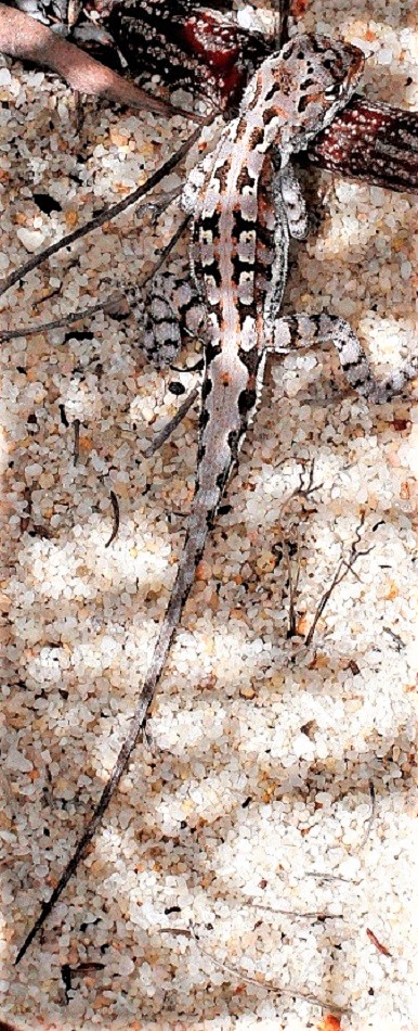 WESTERN HEATH DRAGON Ctenophorus (Rankinia) adelaidensis