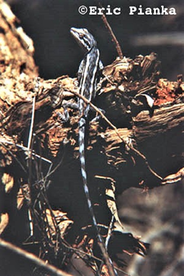 MULGA DRAGON Caimanops amphiboluroides