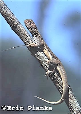 CENTRAL NETTED DRAGON Ctenophorus nuchalis Ctenophorus inermis  Reptiles of Australia