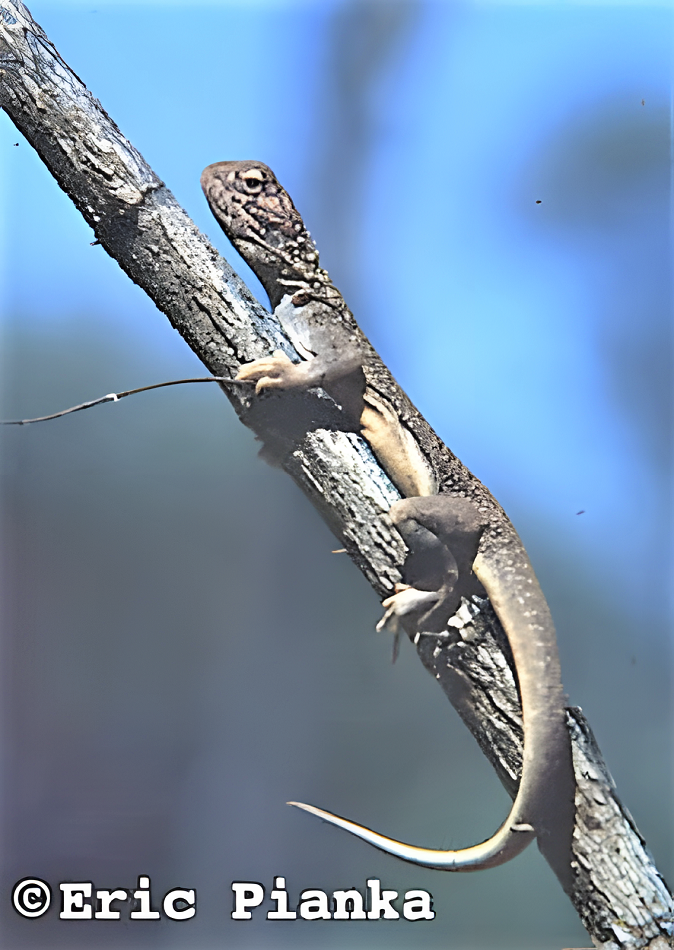 CENTRAL NETTED DRAGON Ctenophorus nuchalis Ctenophorus inermis  Reptiles of Australia