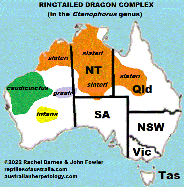 Approximate distribution of Ring-tailed Dragons