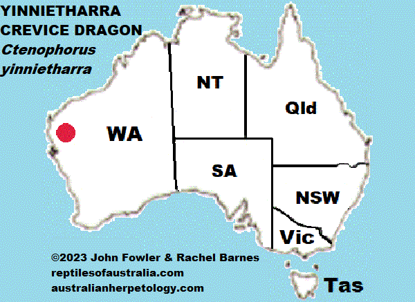 YINNIETHARRA CREVICE DRAGON Ctenophorus yinnietharra REPTILES OF AUSTRALIA map