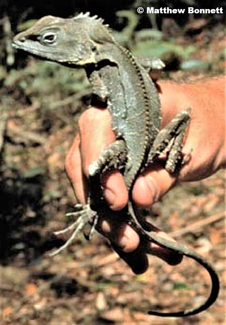 Male Southern Forest Dragon Lophosaurus spinipes