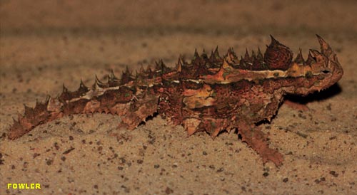mhorridus.jpg - 33623 Bytes