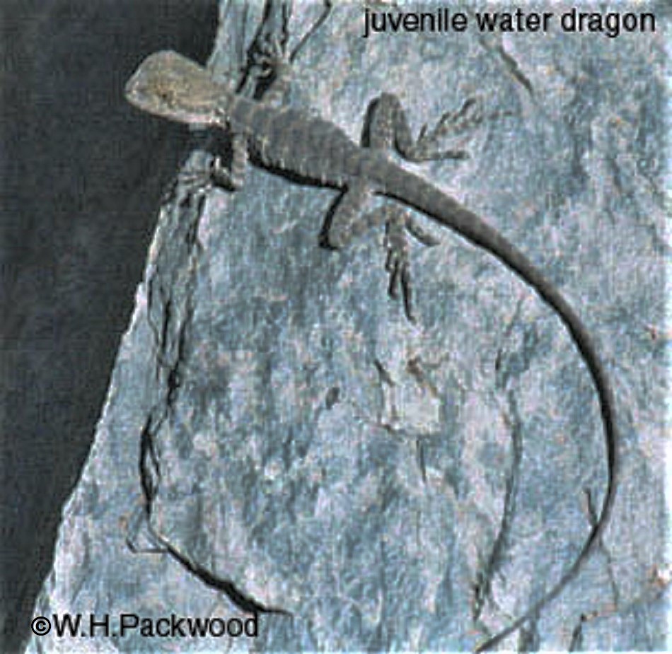 juvenile waer dragon EASTERN WATER DRAGON Physignathus lesueurii THE REPTILES OF AUSTRALIA