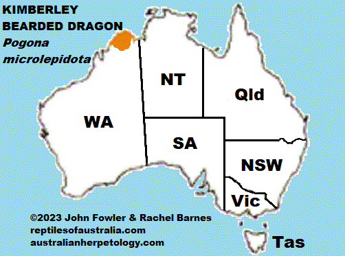 KIMBERLY SMALL SCALED BEARDED DRAGON Pogona microlepidota THE REPTILES OF AUSTRALIA