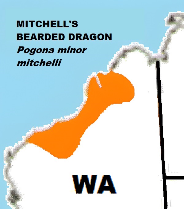 Approximate distribution of Mitchell's Bearded Dragons (Pogona minor mitchelli)