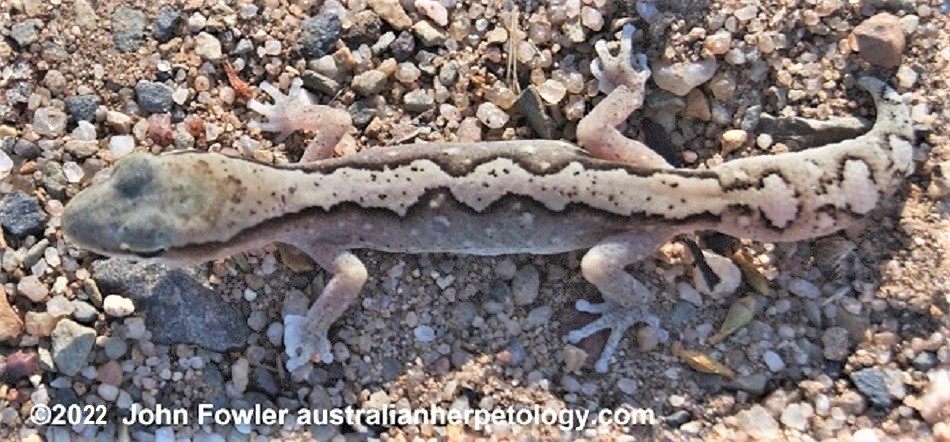 Diplodactylus vittata - Eastern Stone Gecko