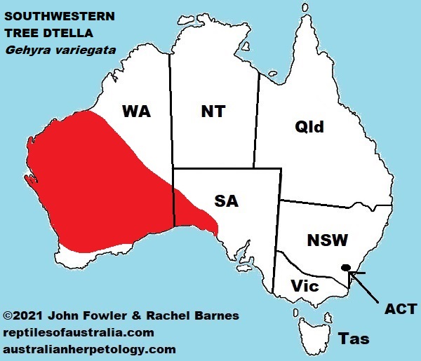 Approximate distribution of the Southwestern Tree Dtella (Gehyra variegata)