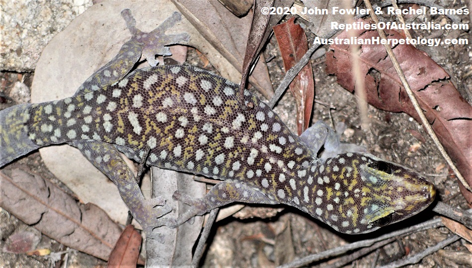 Southern Spotted Velvet Gecko (Oedura tryoni) 